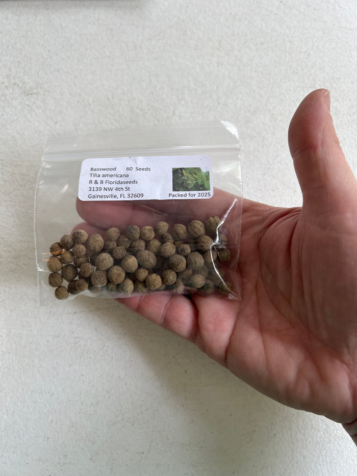Basswood  10 Seeds  American Linden  Tilia americana