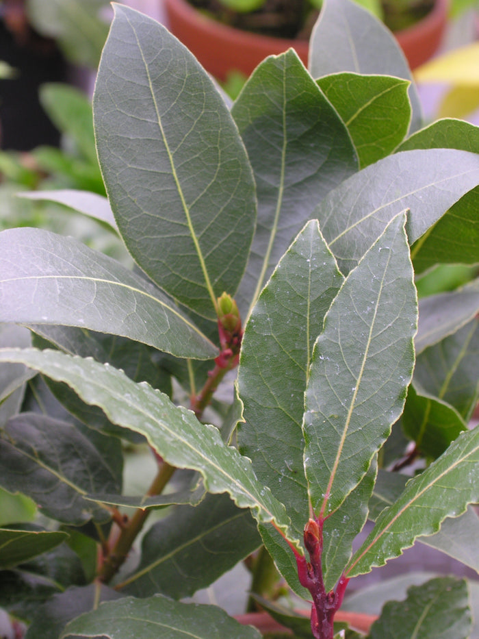 Bay Laurel   10 Seeds   Bay Leaf Tree   Laurus nobilis