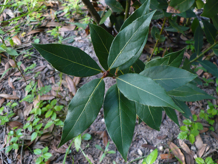 Bay Laurel   10 Seeds   Bay Leaf Tree   Laurus nobilis