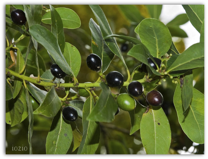 Bay Laurel   10 Seeds   Bay Leaf Tree   Laurus nobilis