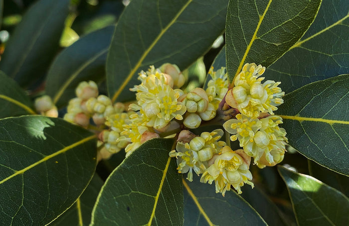 Bay Laurel   10 Seeds   Bay Leaf Tree   Laurus nobilis