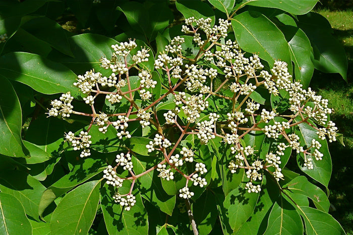 Bee Bee Tree   100 Seeds   Evodia daniellii