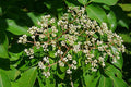 Bee Bee Tree   100 Seeds   Evodia daniellii