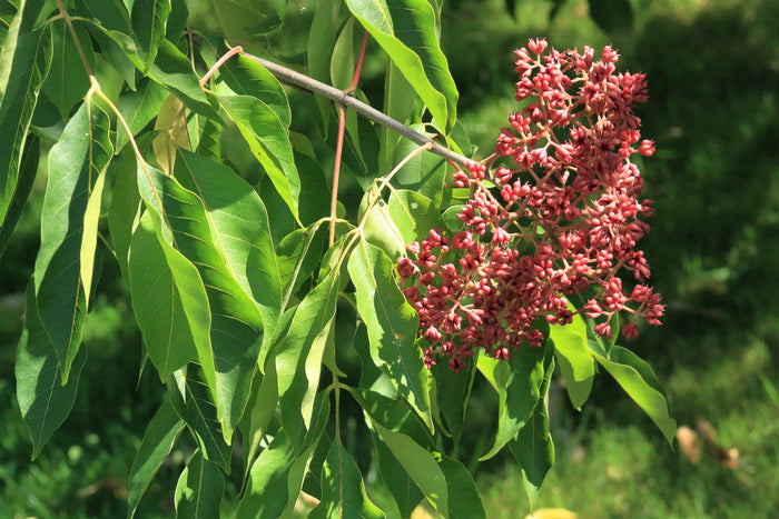 Bee Bee Tree   100 Seeds   Evodia daniellii