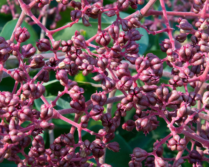 Bee Bee Tree   100 Seeds   Evodia daniellii