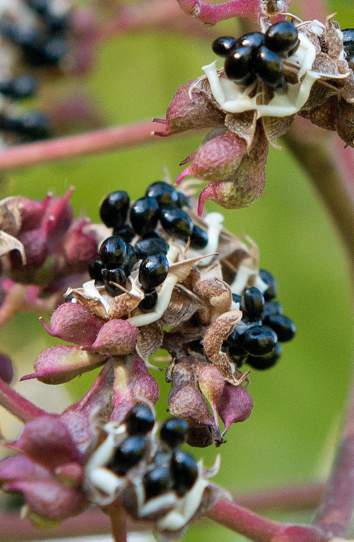 Bee Bee Tree   100 Seeds   Evodia daniellii