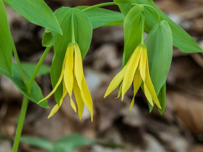 Bellwort   10 Seeds   Uvularia grandiflora