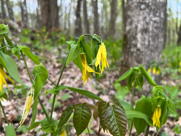 Bellwort   10 Seeds   Uvularia grandiflora