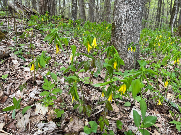 Bellwort   10 Seeds   Uvularia grandiflora