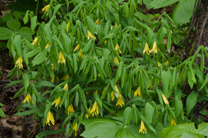 Bellwort   10 Seeds   Uvularia grandiflora