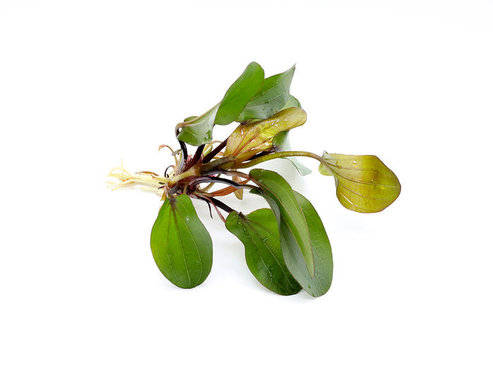 Big Bear Sword Plant (Echinodorus ‘Big Bear’)