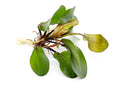 Big Bear Sword Plant (Echinodorus ‘Big Bear’)