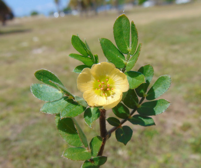 Big Caltrop Kallstroemia maxima 10 Seeds