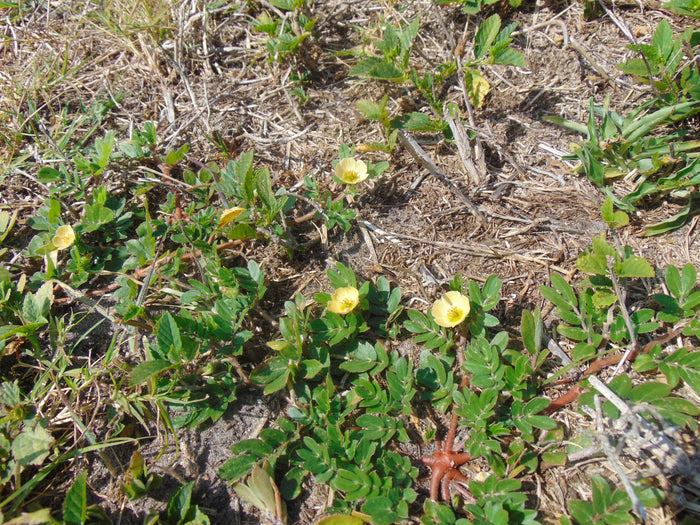 Big Caltrop Kallstroemia maxima 10 Seeds