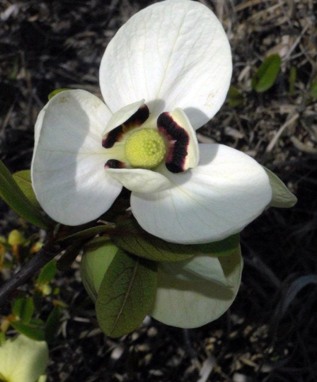 Bigflower Pawpaw   10 Seeds   Asimina obovata