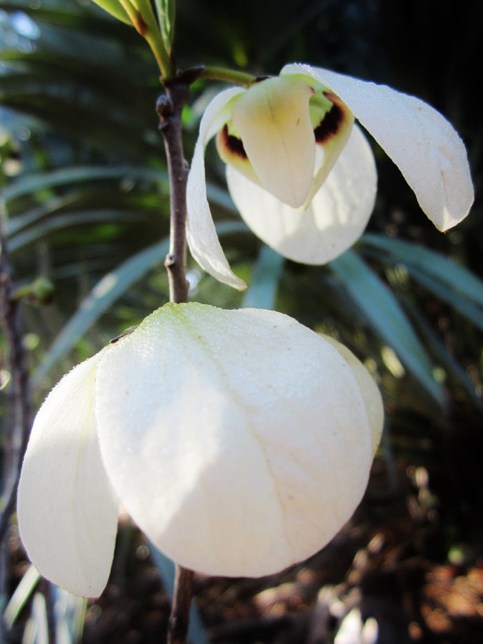 Bigflower Pawpaw   10 Seeds   Asimina obovata