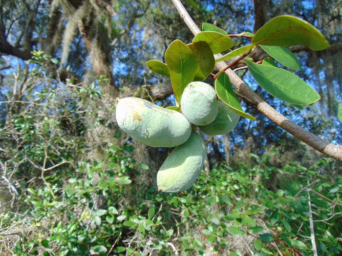Bigflower Pawpaw   10 Seeds   Asimina obovata