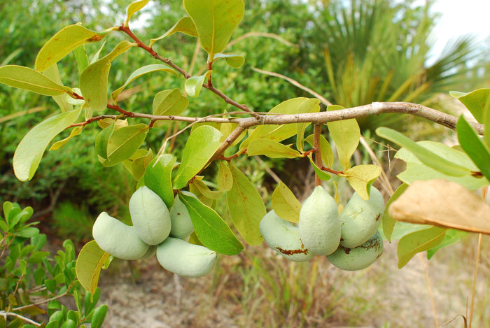 Bigflower Pawpaw   10 Seeds   Asimina obovata