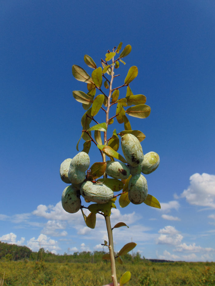 Bigflower Pawpaw   10 Seeds   Asimina obovata