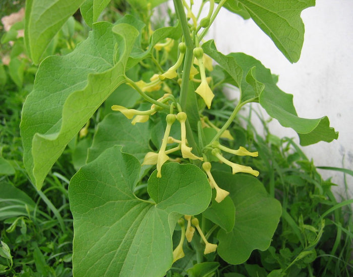 Birthwort  10 Seeds  Aristolochia clematitis
