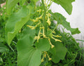 Birthwort  10 Seeds  Aristolochia clematitis