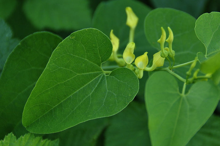 Birthwort  10 Seeds  Aristolochia clematitis