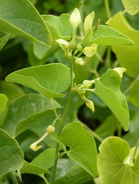 Birthwort  10 Seeds  Aristolochia clematitis