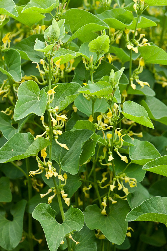 Birthwort  10 Seeds  Aristolochia clematitis