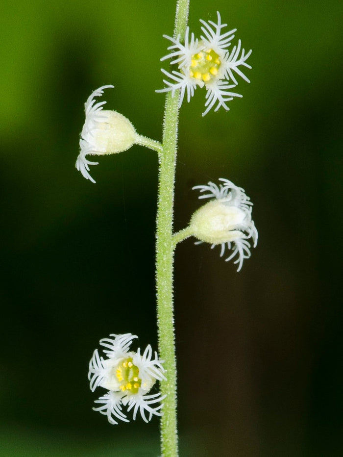 Bishop’s Cap  100 Seeds  Mitella diphylla