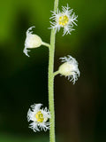 Bishop’s Cap  100 Seeds  Mitella diphylla