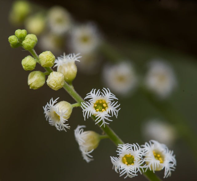 Bishop’s Cap  100 Seeds  Mitella diphylla