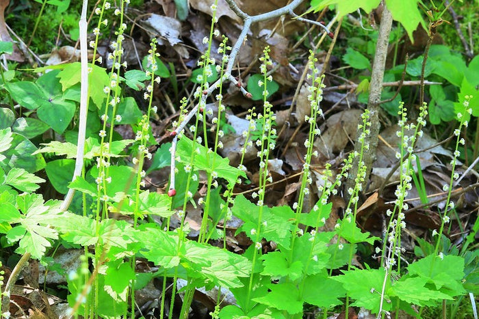 Bishop’s Cap  100 Seeds  Mitella diphylla