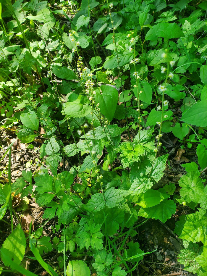 Bishop’s Cap  100 Seeds  Mitella diphylla
