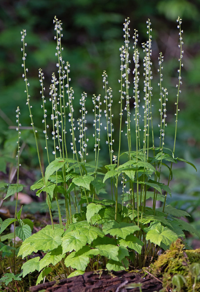 Bishop’s Cap  100 Seeds  Mitella diphylla