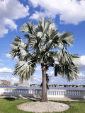 Bismarck Palm   10 Seeds   Bismarckia nobilis