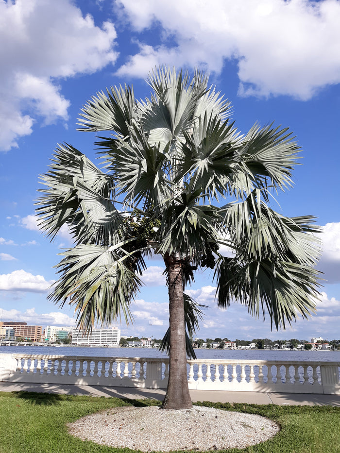 Bismarck Palm   10 Seeds   Bismarckia nobilis