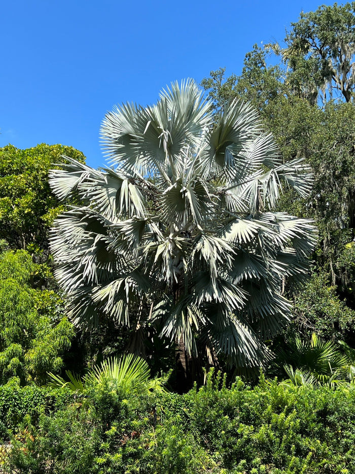 Bismarck Palm   10 Seeds   Bismarckia nobilis