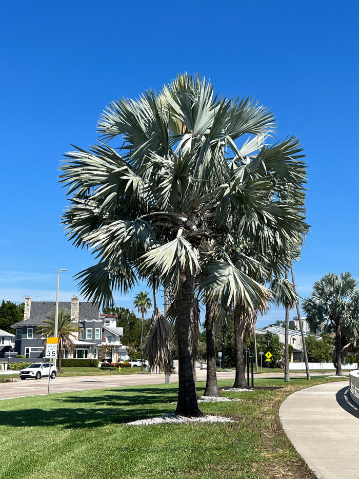 Bismarck Palm   10 Seeds   Bismarckia nobilis