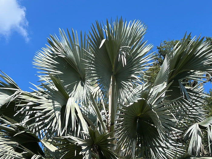 Bismarck Palm   10 Seeds   Bismarckia nobilis