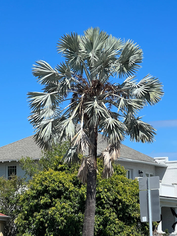 Bismarck Palm   10 Seeds   Bismarckia nobilis