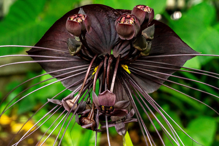 Black Bat Flower   20 Seeds   Tacca chantrieri