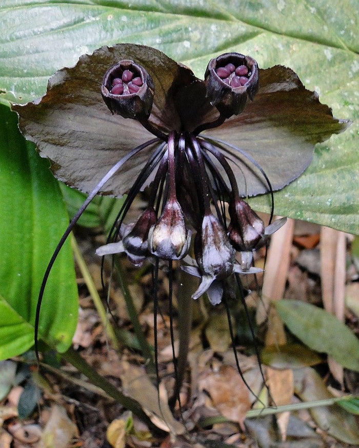Black Bat Flower   20 Seeds   Tacca chantrieri