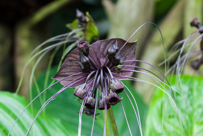 Black Bat Flower   20 Seeds   Tacca chantrieri