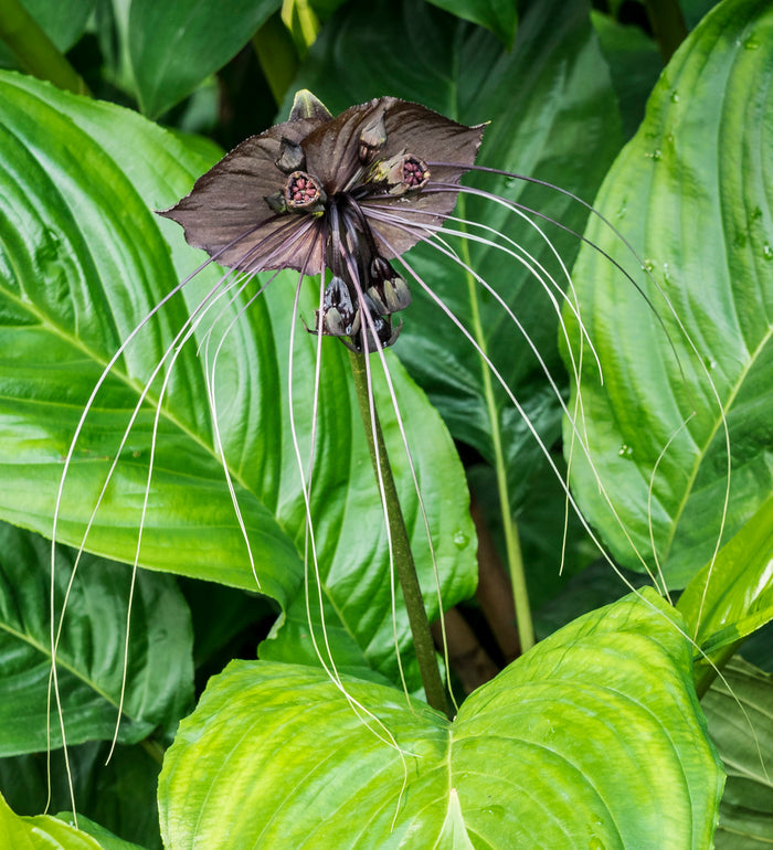 Black Bat Flower   20 Seeds   Tacca chantrieri