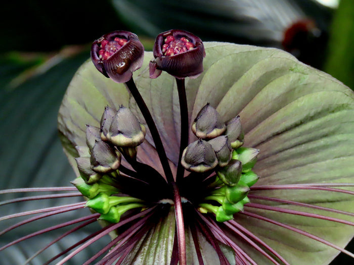 Black Bat Flower   20 Seeds   Tacca chantrieri