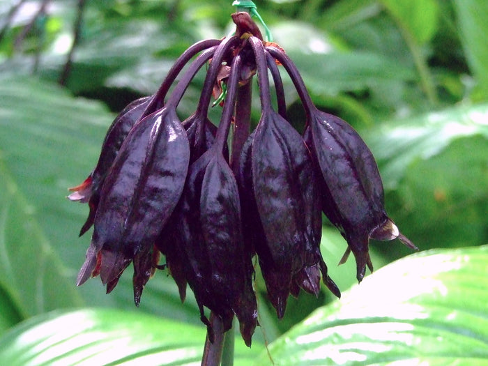 Black Bat Flower   20 Seeds   Tacca chantrieri