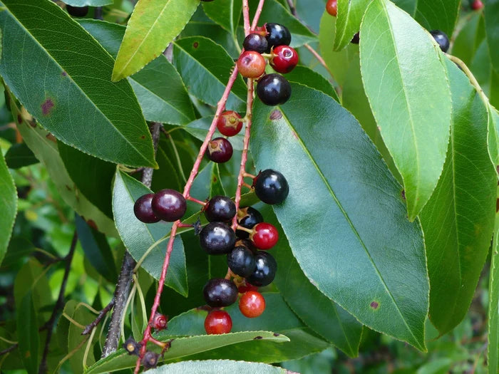 Black Cherry  20 Seeds  Prunus serotina