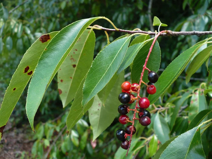 Black Cherry  20 Seeds  Prunus serotina
