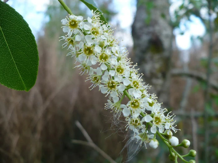 Black Cherry  20 Seeds  Prunus serotina