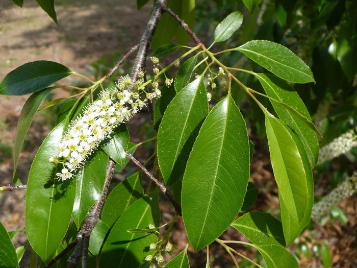 Black Cherry  20 Seeds  Prunus serotina